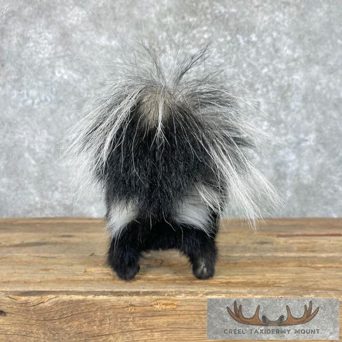 Striped Skunk Life-Size Taxidermy Mount For Sale - Image 5