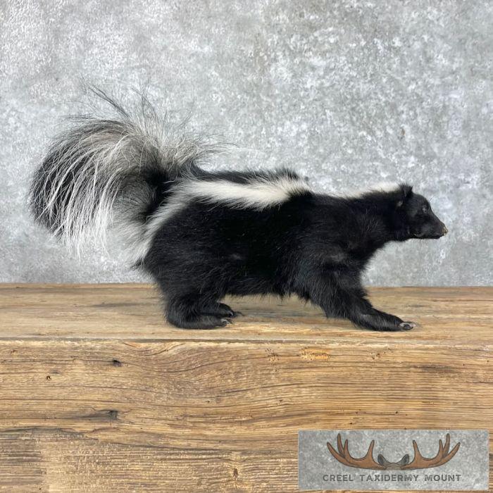 Striped Skunk Life-Size Taxidermy Mount For Sale - Image 7