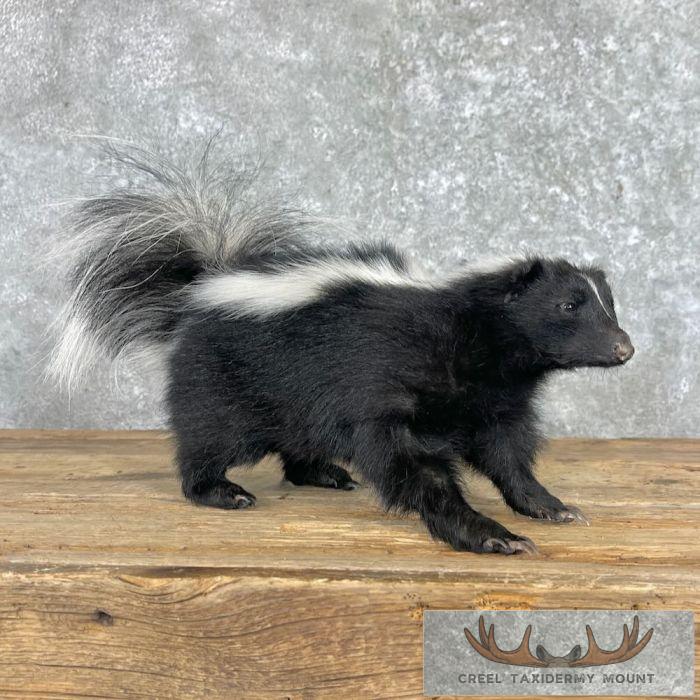 Striped Skunk Life-Size Taxidermy Mount For Sale - Image 6