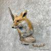 Red Fox Shoulder Taxidermy Mount For Sale - Image 2
