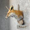 Red Fox Shoulder Taxidermy Mount For Sale - Image 3