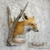 Red Fox Shoulder Taxidermy Mount For Sale - Image 4