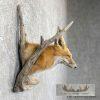 Red Fox Shoulder Taxidermy Mount For Sale - Image 5