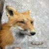Red Fox Shoulder Taxidermy Mount For Sale - Image 6