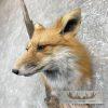 Red Fox Shoulder Taxidermy Mount For Sale - Image 8
