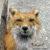 Red Fox Shoulder Taxidermy Mount For Sale - Image 7