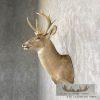 Whitetail Deer Taxidermy Shoulder Mount For Sale - Image 2