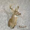 Whitetail Deer Taxidermy Shoulder Mount For Sale - Image 3