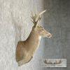 Whitetail Deer Taxidermy Shoulder Mount For Sale - Image 4
