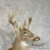 Whitetail Deer Taxidermy Shoulder Mount For Sale - Image 5