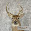 Whitetail Deer Taxidermy Shoulder Mount For Sale - Image 6