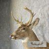 Whitetail Deer Taxidermy Shoulder Mount For Sale - Image 7