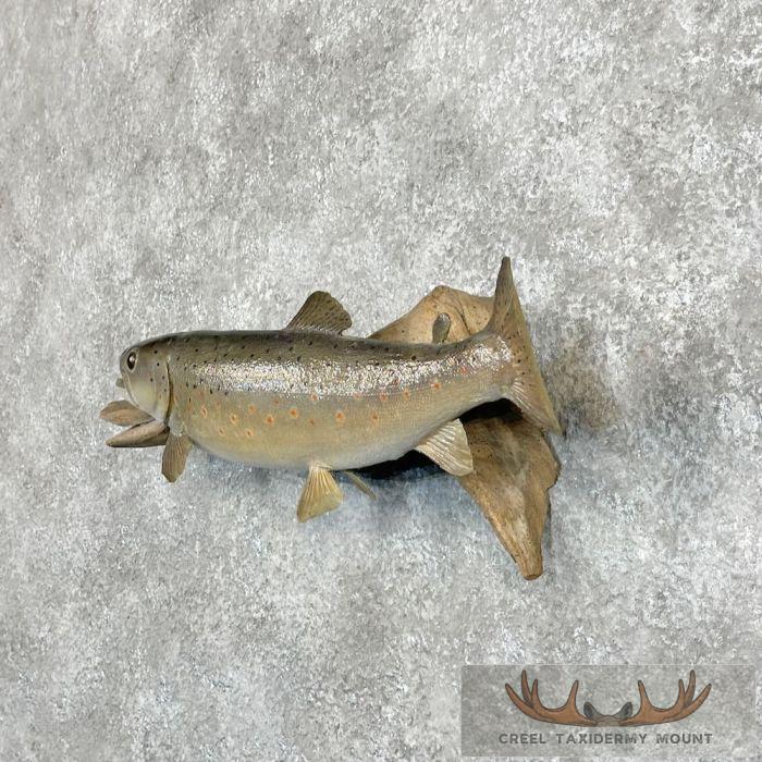 Brown Trout Taxidermy Fish Mount For Sale - Image 2