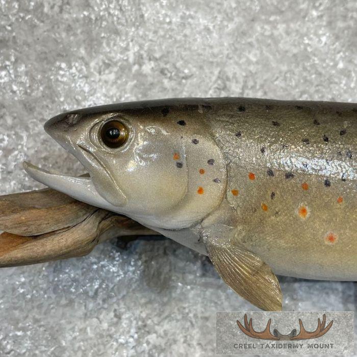 Brown Trout Taxidermy Fish Mount For Sale - Image 4
