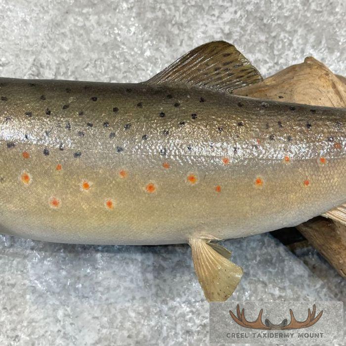 Brown Trout Taxidermy Fish Mount For Sale - Image 5