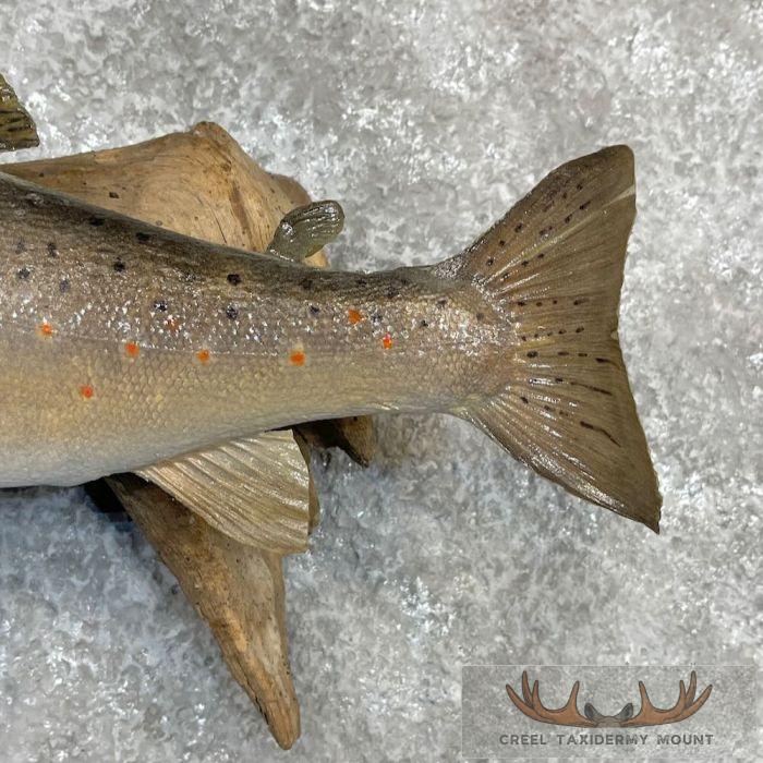 Brown Trout Taxidermy Fish Mount For Sale - Image 6
