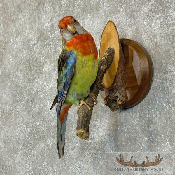 Eastern Rosella Taxidermy Bird Mount For Sale - Image 2