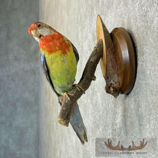 Eastern Rosella Taxidermy Bird Mount For Sale - Image 3