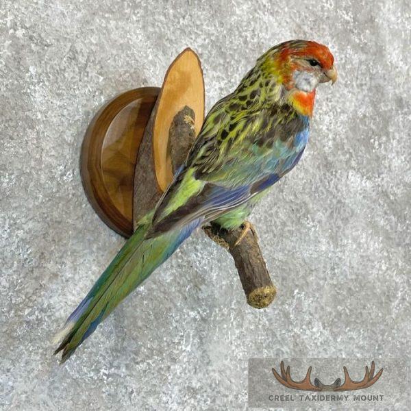 Eastern Rosella Taxidermy Bird Mount For Sale - Image 4