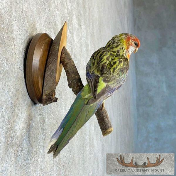 Eastern Rosella Taxidermy Bird Mount For Sale - Image 5
