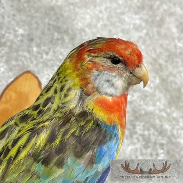 Eastern Rosella Taxidermy Bird Mount For Sale - Image 6