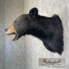 Black Bear Taxidermy Shoulder Mount For Sale - Image 3