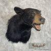 Black Bear Taxidermy Shoulder Mount For Sale - Image 4