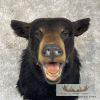 Black Bear Taxidermy Shoulder Mount For Sale - Image 7