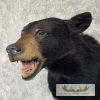 Black Bear Taxidermy Shoulder Mount For Sale - Image 8