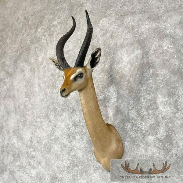 Gerenuk Taxidermy Shoulder Mount For Sale - Image 2
