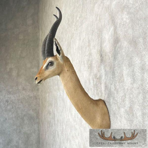 Gerenuk Taxidermy Shoulder Mount For Sale - Image 3