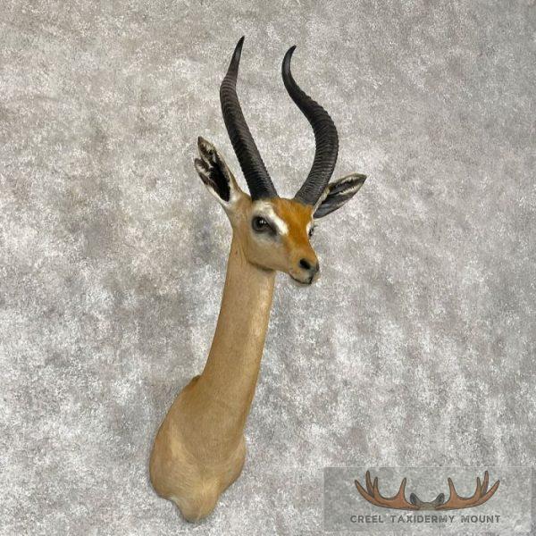Gerenuk Taxidermy Shoulder Mount For Sale - Image 4