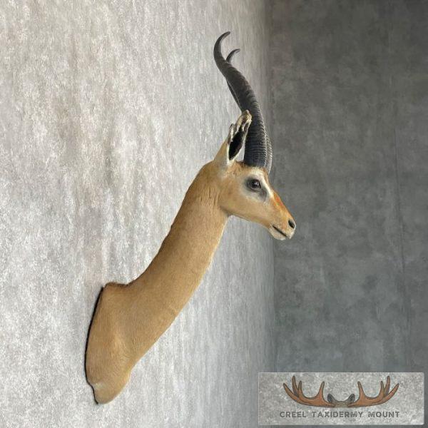 Gerenuk Taxidermy Shoulder Mount For Sale - Image 5