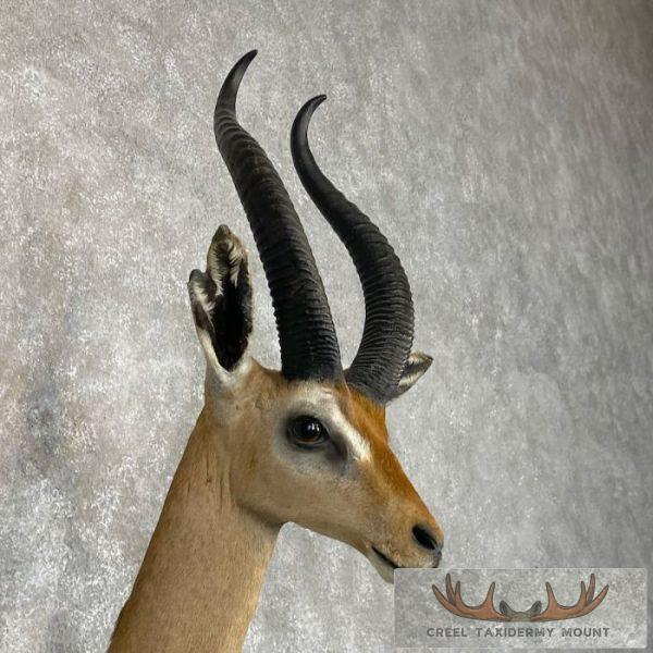 Gerenuk Taxidermy Shoulder Mount For Sale - Image 6