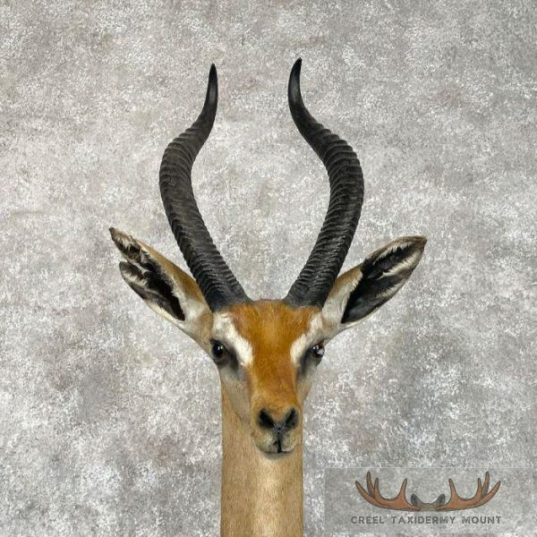Gerenuk Taxidermy Shoulder Mount For Sale - Image 7