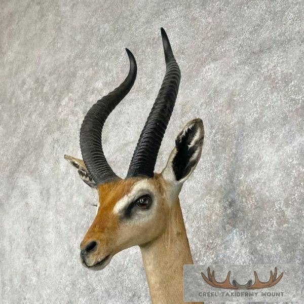 Gerenuk Taxidermy Shoulder Mount For Sale - Image 8