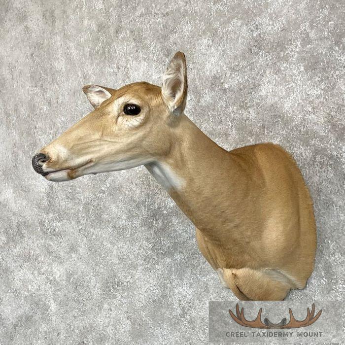 Whitetail Deer Doe Shoulder Taxidermy Mount For Sale - Image 2