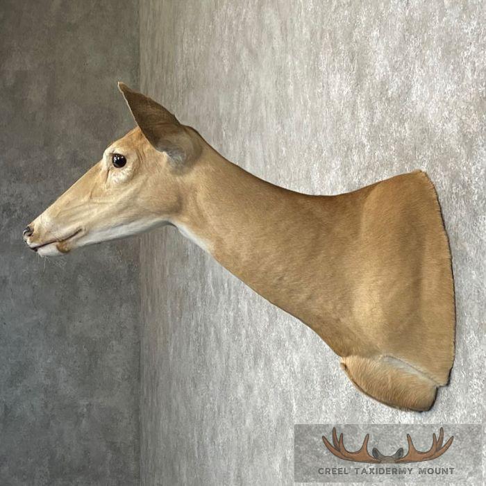 Whitetail Deer Doe Shoulder Taxidermy Mount For Sale - Image 3