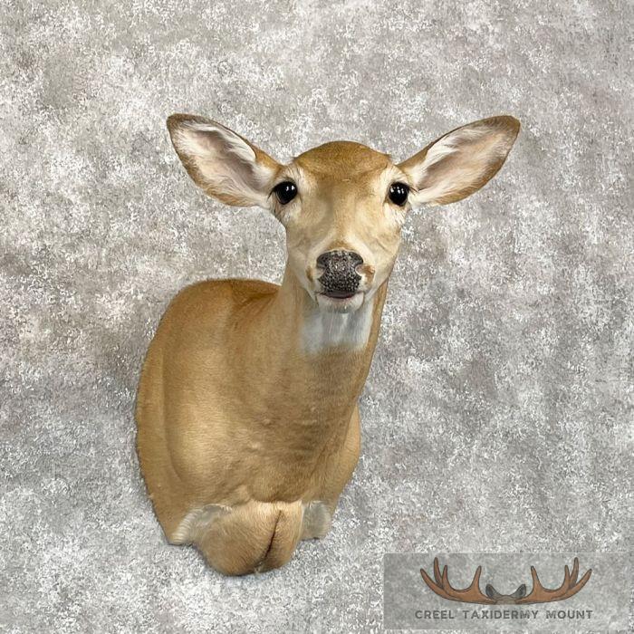 Whitetail Deer Doe Shoulder Taxidermy Mount For Sale - Image 4