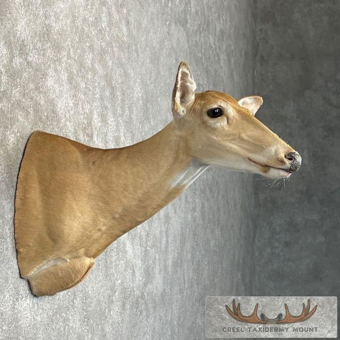 Whitetail Deer Doe Shoulder Taxidermy Mount For Sale - Image 5