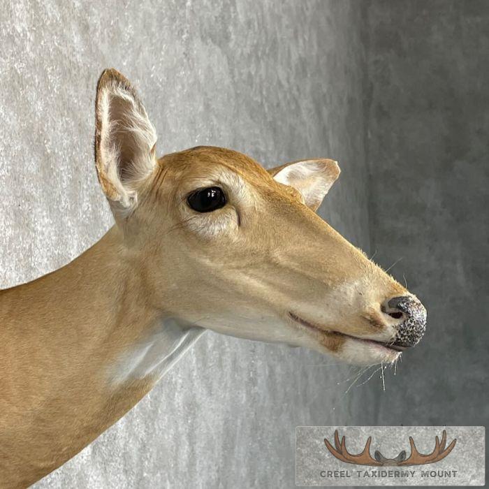 Whitetail Deer Doe Shoulder Taxidermy Mount For Sale - Image 6