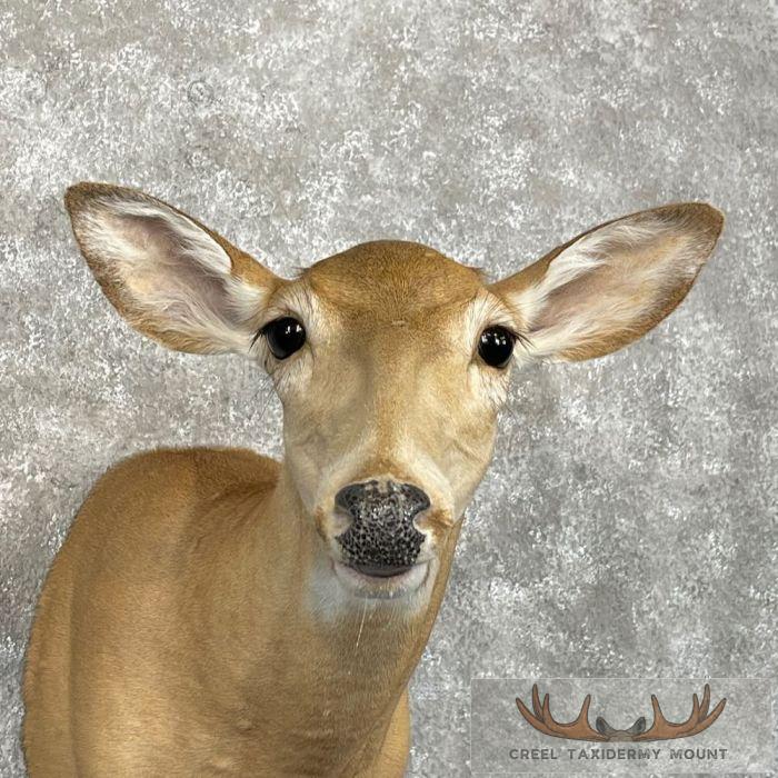 Whitetail Deer Doe Shoulder Taxidermy Mount For Sale - Image 7
