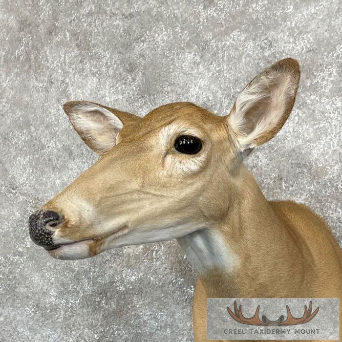 Whitetail Deer Doe Shoulder Taxidermy Mount For Sale - Image 9
