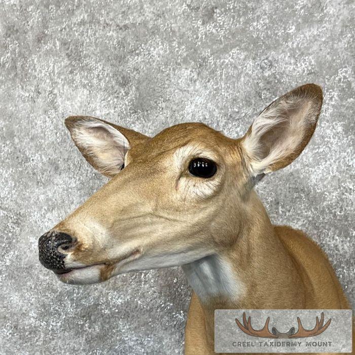 Whitetail Deer Doe Shoulder Taxidermy Mount For Sale - Image 8