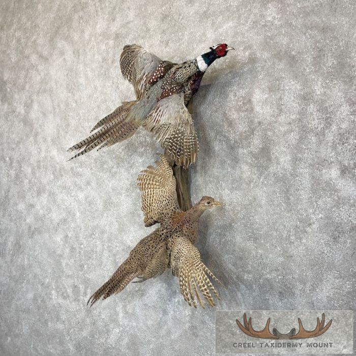 Ringneck Pheasant Pair Taxidermy Mount For Sale - Image 2