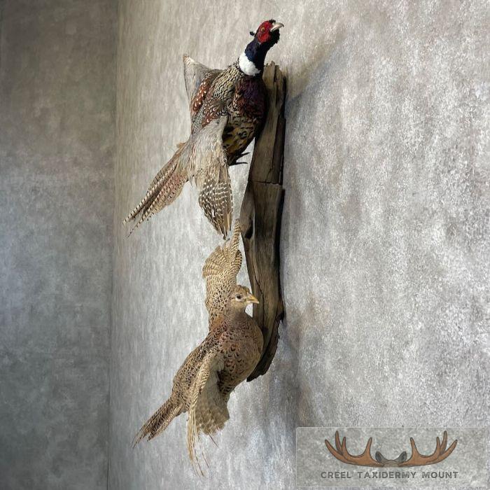 Ringneck Pheasant Pair Taxidermy Mount For Sale - Image 3
