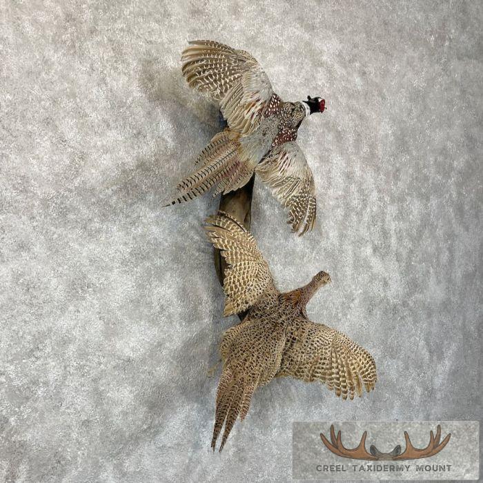 Ringneck Pheasant Pair Taxidermy Mount For Sale - Image 4