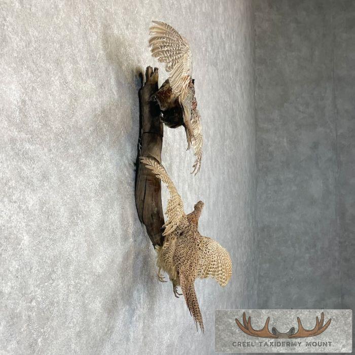 Ringneck Pheasant Pair Taxidermy Mount For Sale - Image 5