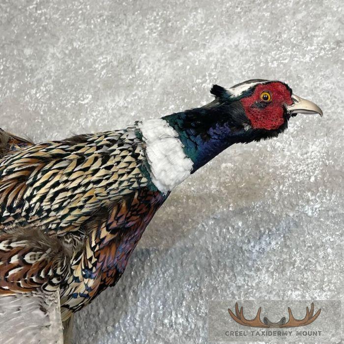 Ringneck Pheasant Pair Taxidermy Mount For Sale - Image 7
