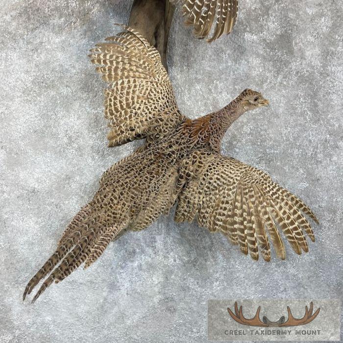 Ringneck Pheasant Pair Taxidermy Mount For Sale - Image 8